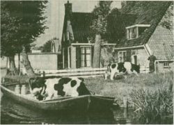 19-oude-koeien